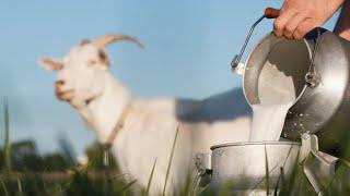 The Best Goats for Milk on the Homestead Top 5 Dairy Goat Breeds