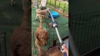 Feels like summer here in the south Dogs LOVE playing in the hose #doodle #goldendoodle #breeder