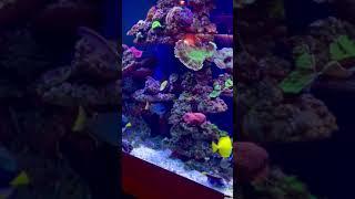 500cm REEF TANKS Resif akvaryumu