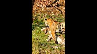 Tiger Attack and Kills Deer Tourist Shocked in Ranthambore Reserve