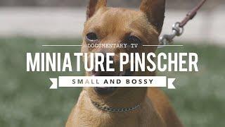 ALL ABOUT MINIATURE PINSCHER - SMALL AND BOSSY