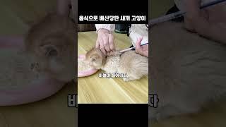 음식으로 배신당한 새끼 고양이