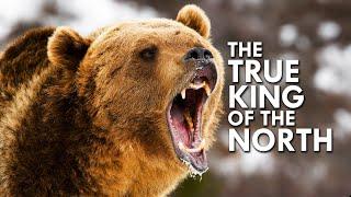 Grizzly Bear The True King of the North