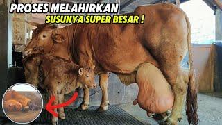 PENUH PERJUANGANSAPI MELAHIRKAN DENGAN BEBAN SUSU SUPER BESAR DI KANDANG ASAP