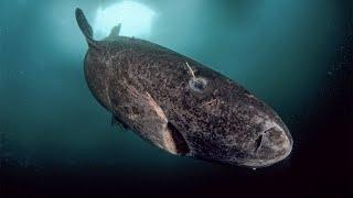 Greenland Shark - The Deep Sea Shark  Documentary