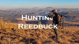 Hunting Reedbuck in the Foothills of the Drakensberge