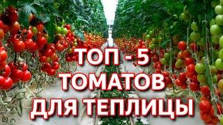 ТОП 5 Сортов томатов для теплицы от Агрофирмы Семена Алтая