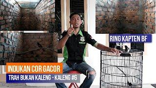 Murai Batu Gacor Ring Kapten BF