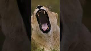 Lioness Didis impressive yawn