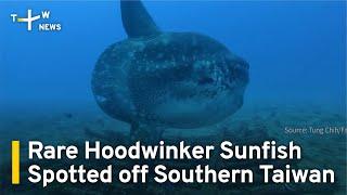 Rare Hoodwinker Sunfish Spotted off Southern Taiwan  TaiwanPlus
