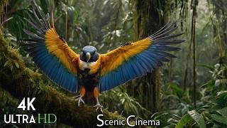 Tropical Bird Sounds - Scenic Relaxation Birds  Birds Nature Video  4K Birds Scenic Cinema