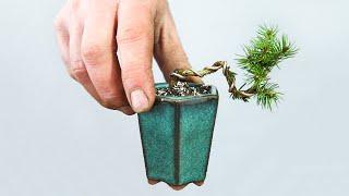 Creating tiny bonsai - Shito & Mame