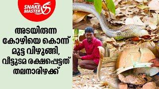 കോഴിക്കൂടിനകത്തുംക്ലേ ഫാക്ടറിയിലും മൂർഖൻ പാമ്പുകൾ  Vava Suresh  Snakemaster EP 975