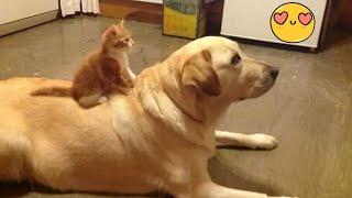 Try Not To Laugh Dogs And Cats  - Best Funniest Animals Video 2024 - Part 40