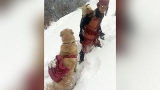 Niña con la ayuda de su perro salvan a una cabra y su bebé