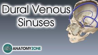 Dural Venous Sinuses  3D Anatomy Tutorial