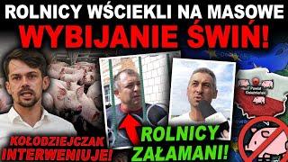 MASOWE WYBIJANIE ZDROWYCH ŚWIŃ W POLSCE? ROLNICY MAJĄ DOŚĆ