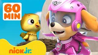 Patrulha Canina  Os Melhores Resgates e Aventuras de Skye da Patrulha Canina   Nick Jr.