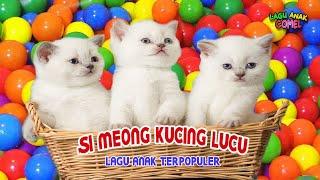 Si Meong Kucing Lucu Bermain Bola  Lagu Anak Terpopuler