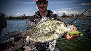 White Bass Everything You Need to Know