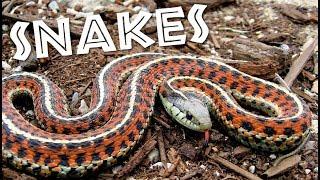 All About Snakes for Kids Learn about Snakes for Children - FreeSchool