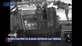 Kompoltan Pencuri Burung Warga di Rorotan Cilincing Terekam CCTV #SeputariNewsSiang 1303