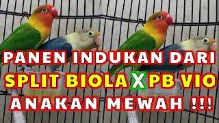 Panen indukan Lovebird split biola X PB Vio hasil anakan mewah - mewah