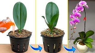 Very few people think this way Orchid leaves grow roots immediately Just 1 cup per month