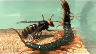 【異種格闘技戦】コガタスズメバチ女王 vs トビズムカデ　Yellow vented hornet  vs  Japanese red headed centipede
