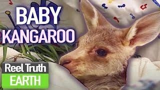 Raising a Orphaned BABY Kangaroo  A Joey Called Jack  Animal Documentary  Reel Truth Earth
