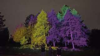 Illumination Tree Lights at The Morton Arboretum  2023