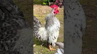 Gordon my tiny Serama rooster is a professional and passionate crower now #seramachicken #chickens