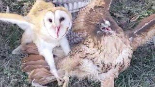 Hawk attack Barn Owl Wild animals cute and funny Owls Hawks and other Birds