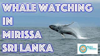 Whale watching in Mirissa Sri Lanka with Raja & The Whales by The Flip Flop Family