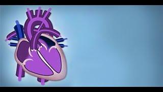 Fetal Circulation by L. McCabe  OPENPediatrics