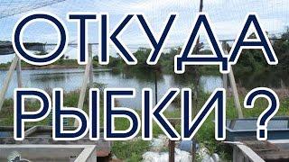 Как выращивают аквариумных рыбок на фермах в тропиках. Какая температура воды и глубина бассейнов?