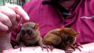 Tarsiers