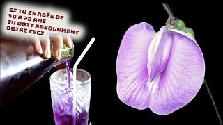 Clitoria et citronsi vous avez 30 ans et plus  vous allez adorer infuser cette mauvaise herbe