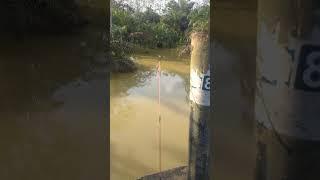 mancing di jembatan desaku #mancing #desaku #damaidesaku