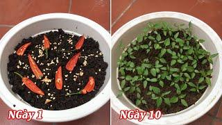 How to grow chillies at home from chillies