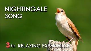 BEST NIGHTINGALE SONG - 3 Hours REALTIME Nightingale Singing NO LOOP - Birdsong Birds Chirping