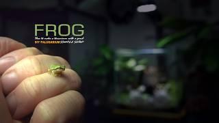 Make a Terrarium POND for Tiny FROGS ｜ビバリウム