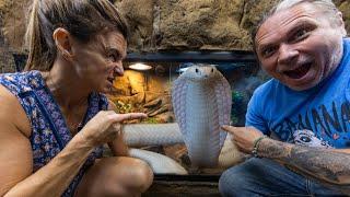 PUTTING A WHITE COBRA IN MY REPTILE ZOO  BRIAN BARCZYK