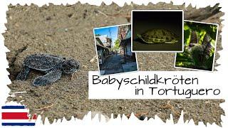 Wir helfen Babyschildkröten und entdecken viele Tiere • Tortuguero  Costa Rica Reise 10