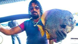 Bat Fish Cutting  Made In Sri Lanka Fish Cutting Skills