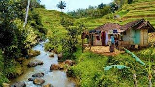 Tak di Sangka. Serpihan Surga Ada di Kampung Ini Hanya Ada Dua Rumah di Tengah Sawah.