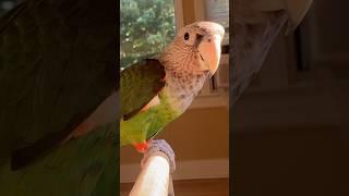 Goodbye Sweet Truman the Cape Parrot