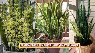 13 Beautiful Snake Plants that Flower