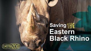Saving the Black Rhino  Chester Zoo  Black rhino conservation in Kenya