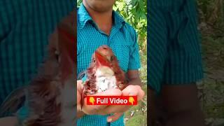 Bird Rescue #rescue #birdtrap #shorts